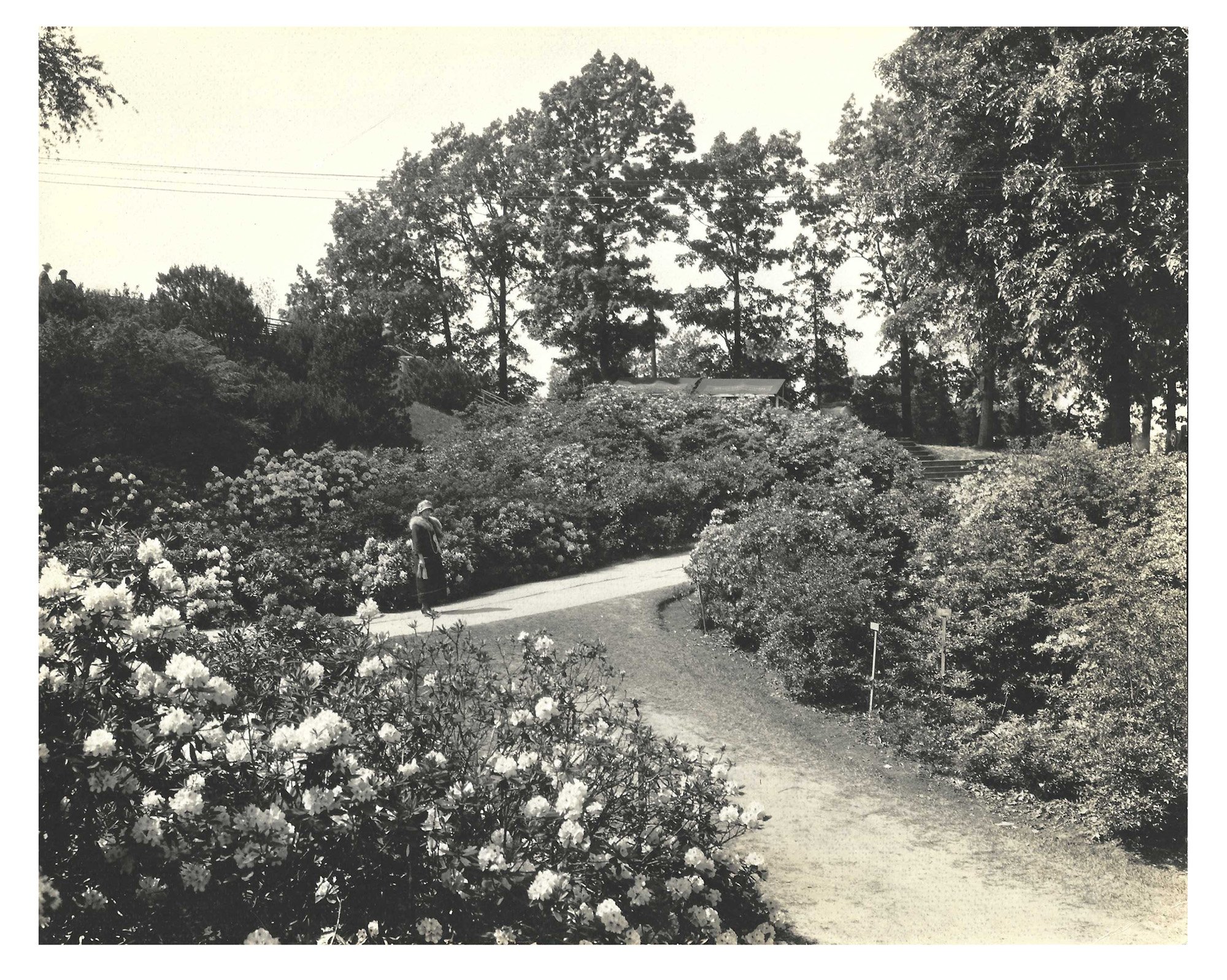 Lower Rhodie Valley