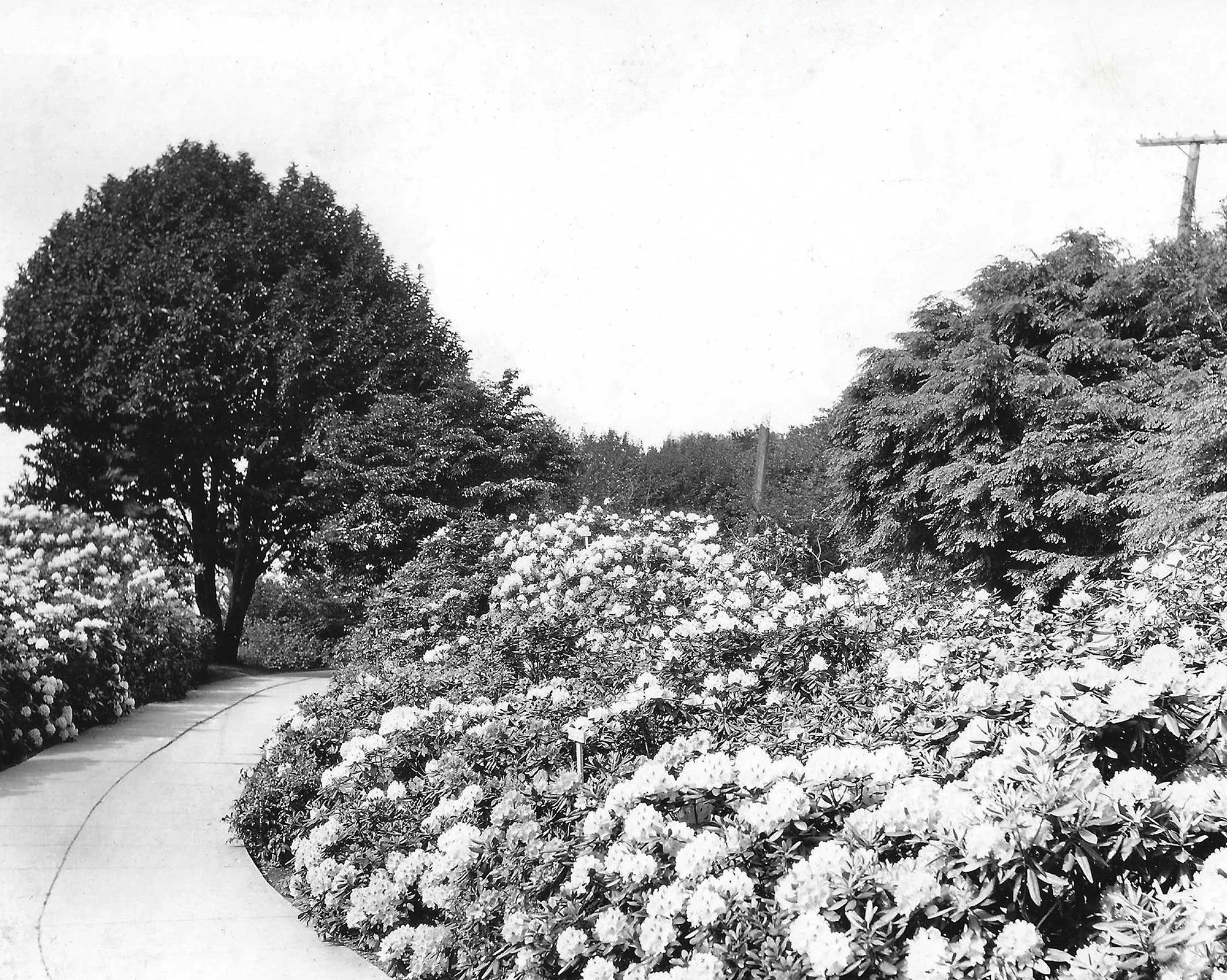 Kobus Magnolia
