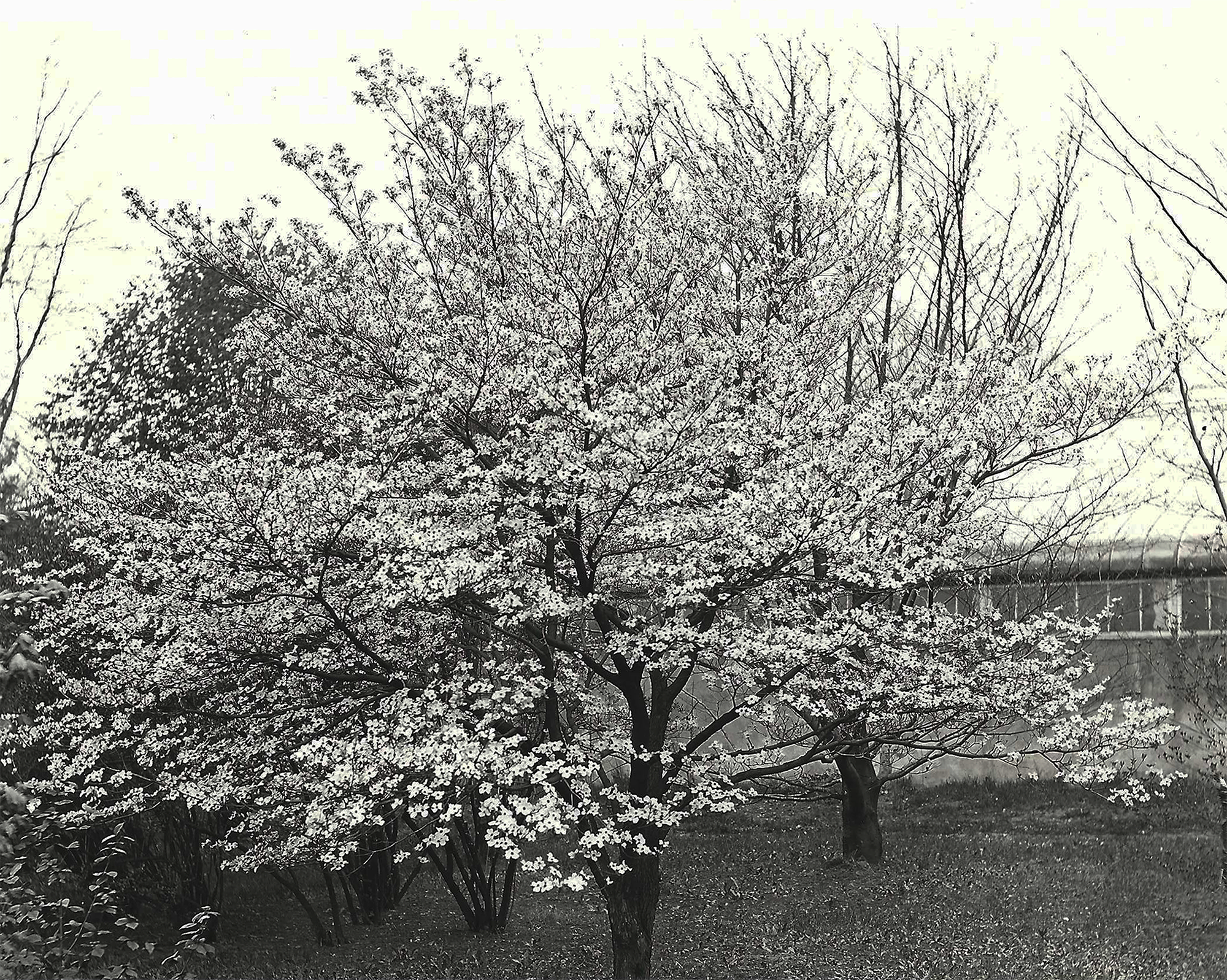Cherries &amp; Greenhouse