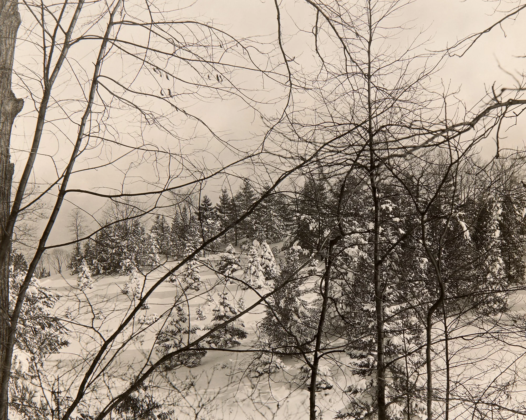 Pinetum