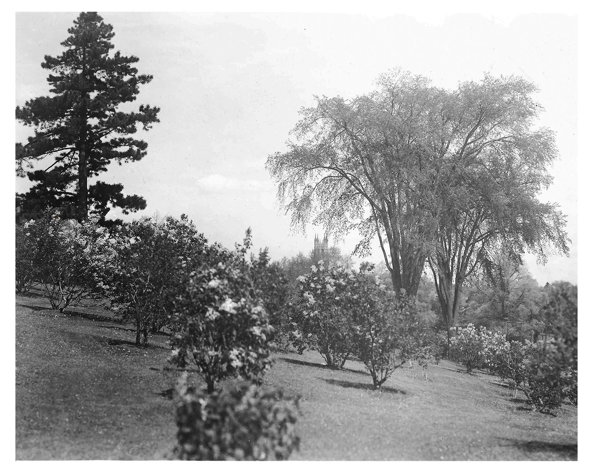 Lilacs • Elm Trees