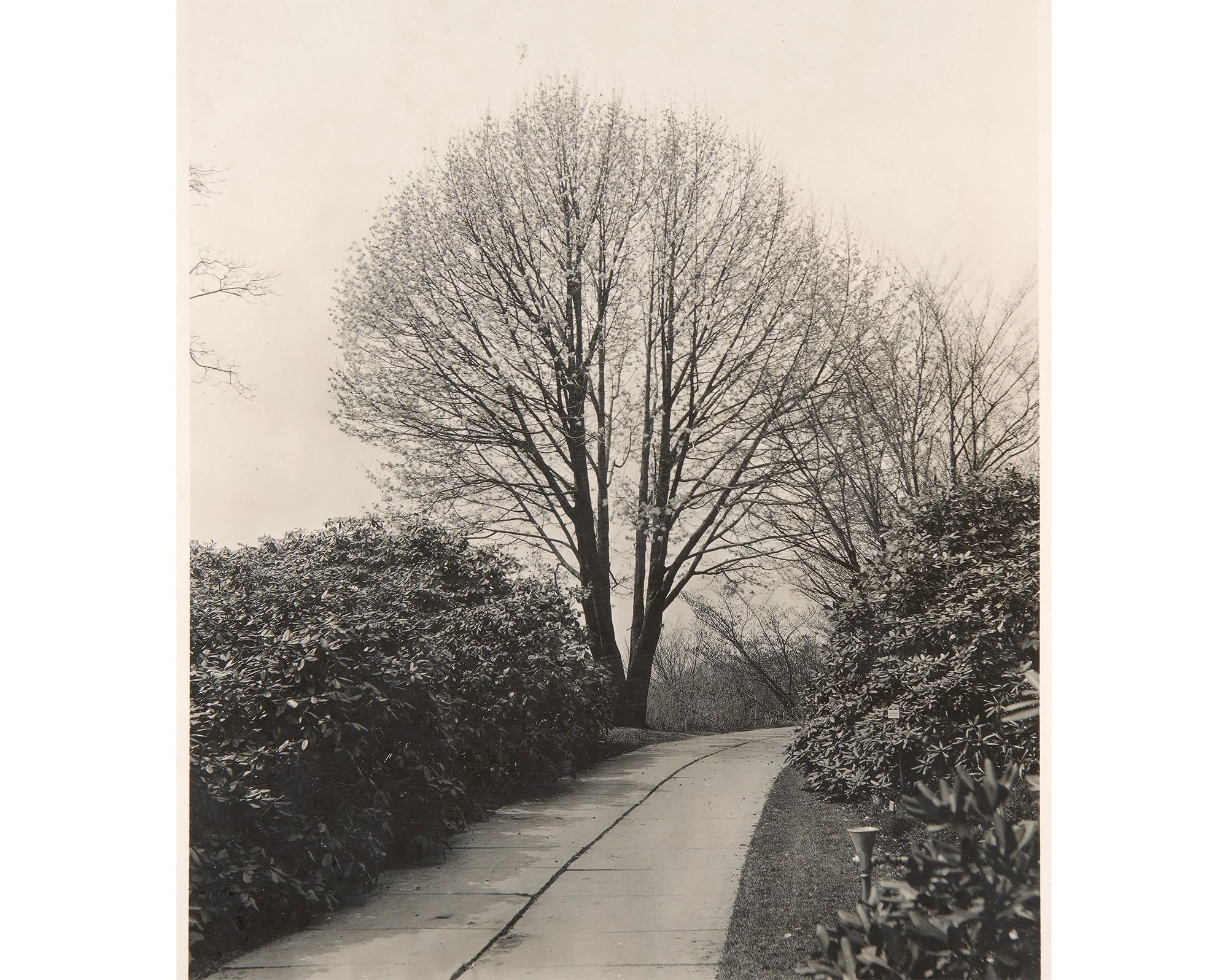 Kobus Magnolia
