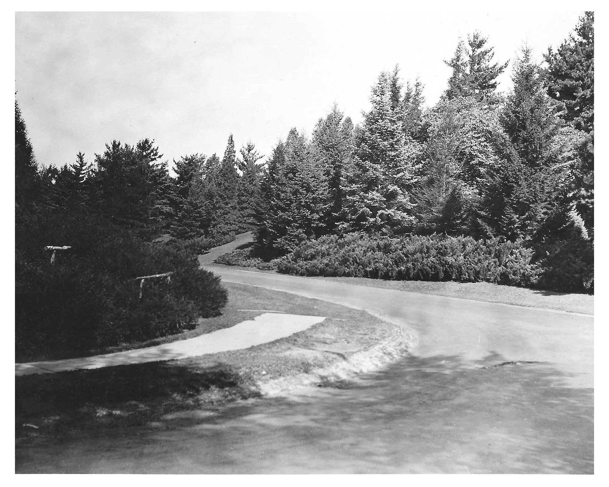 Pinetum