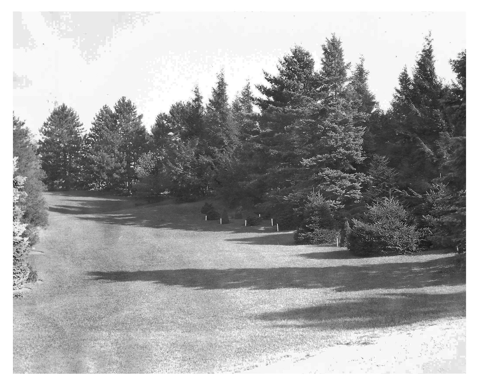 Pinetum Big Meadow