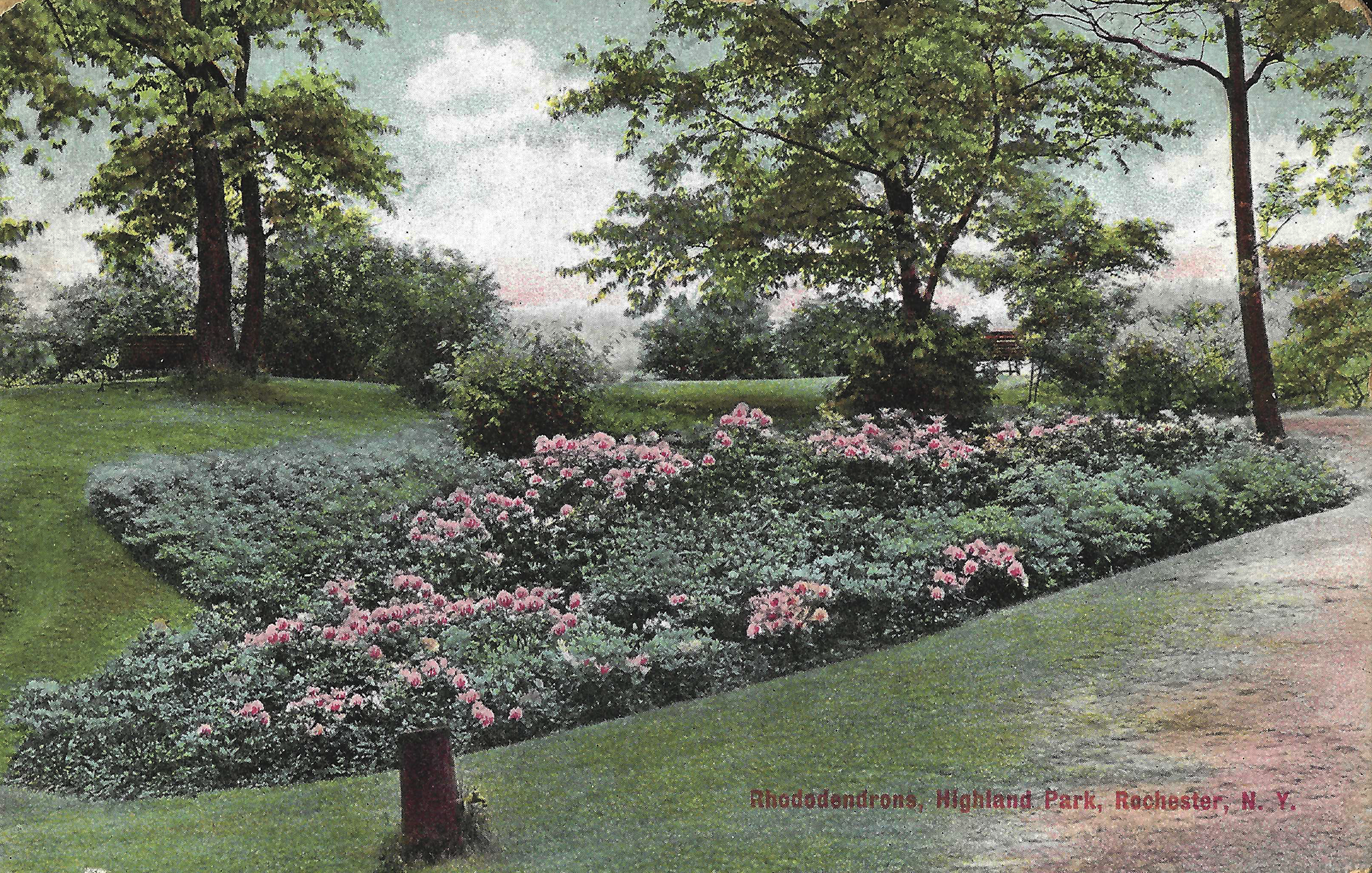 Rhododendrons • c. 1908