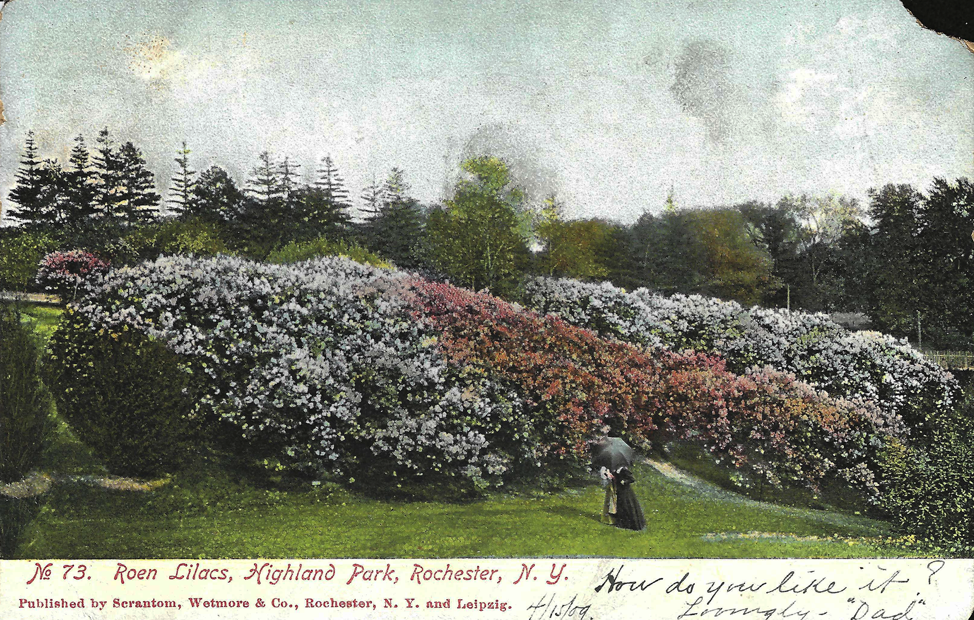 Lilac Collection • c. 1909
