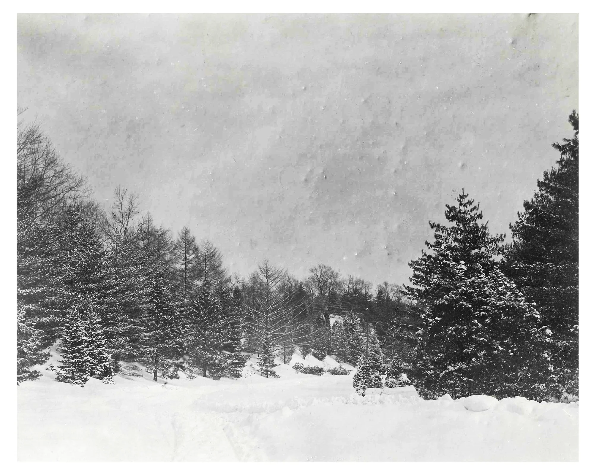 Pinetum in Winter