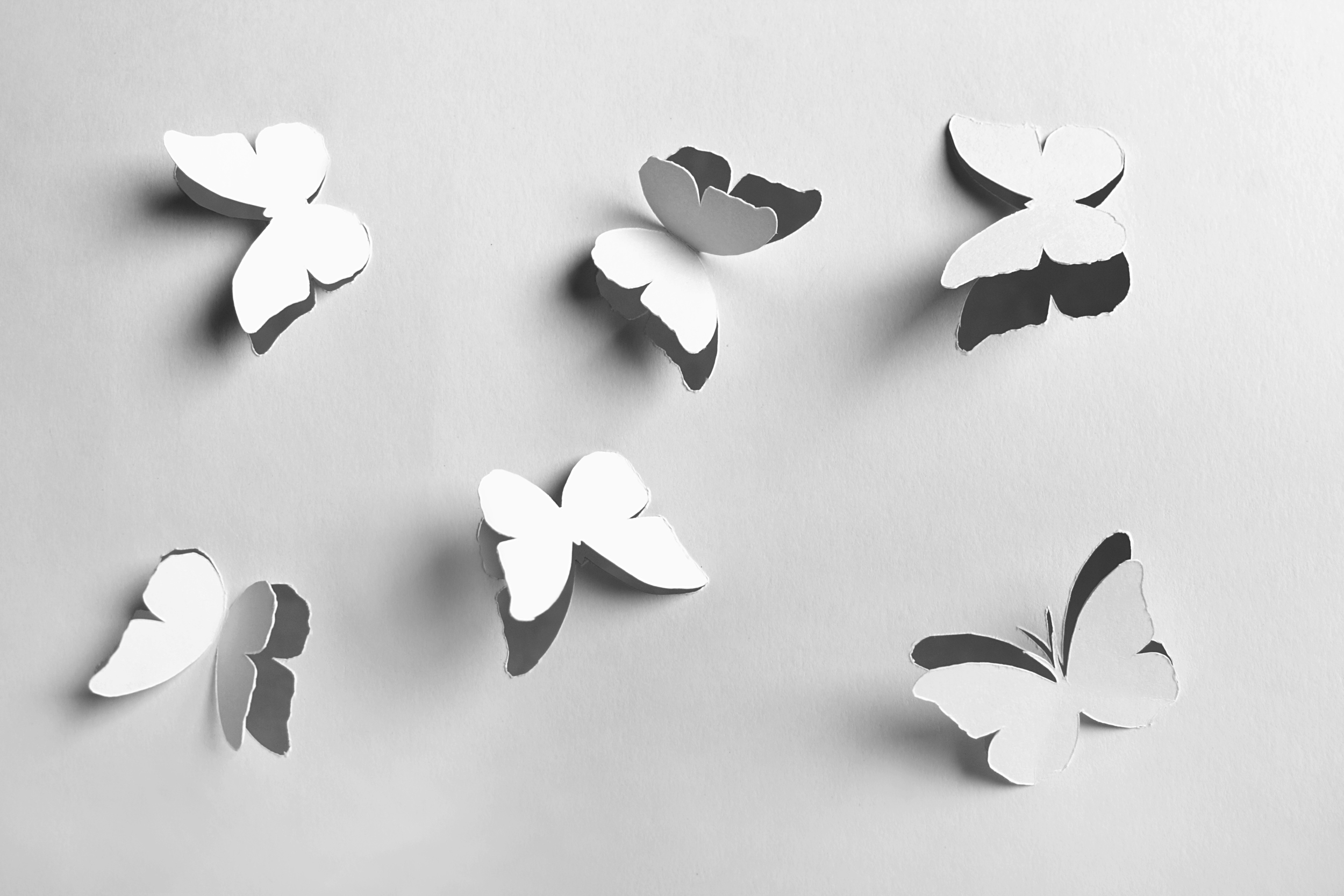 Выреза бумаг. Бабочки из бумаги на белом фоне. Абстракция вырезать цветы. Белые бабочки из бумаги на стекле. Бабочки бумажные разлетаются.