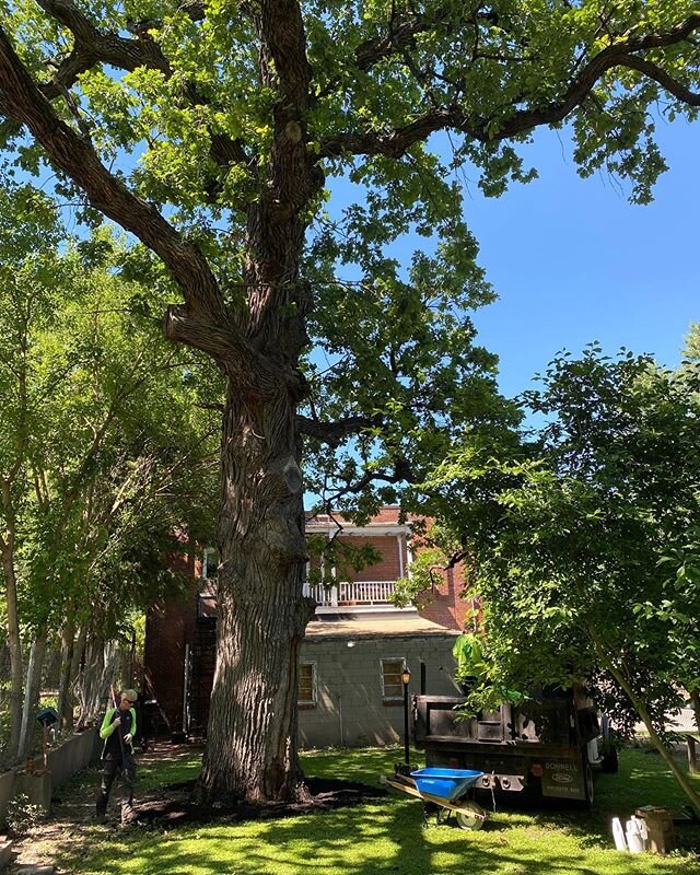 I&rsquo;m getting my Burr Oak fixed up by a good team of arborists. Termite treatment, root growth formula, biochar then mulch. This bad boy&rsquo;s over 240 years old. 80 feet high, 62 inch diameter, 16 foot circumference. I&rsquo;m doing my best to