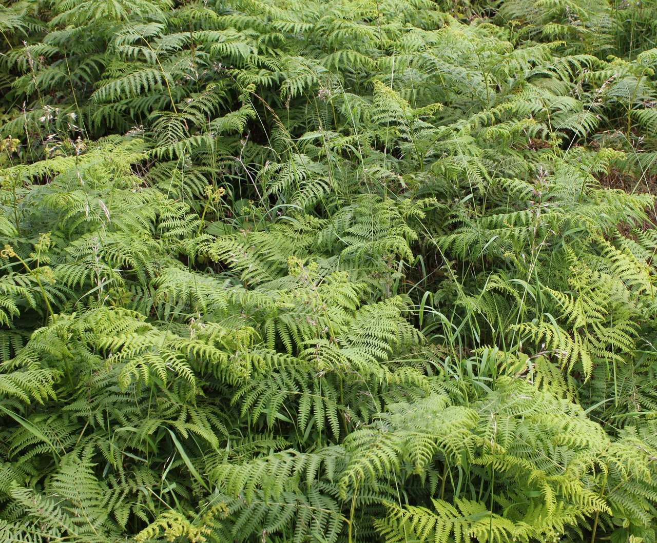 Fern Landscape _ laura phelps rogers - floral ideas1.jpg