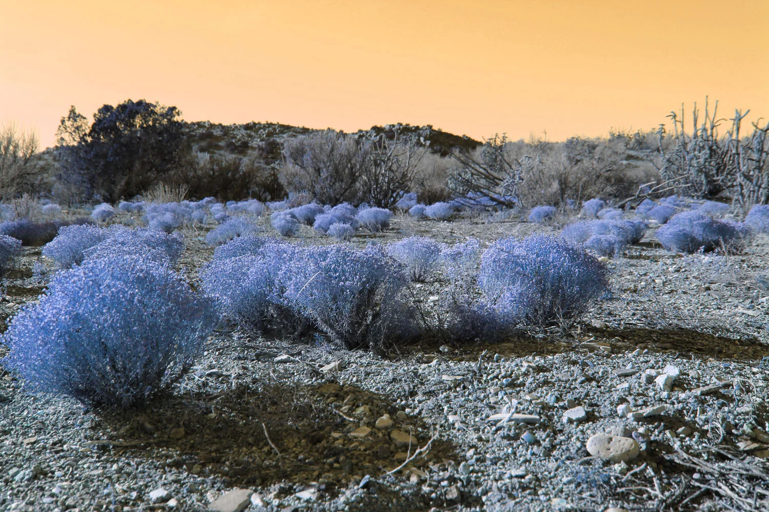 Sage Brush 4, Laura Phelps Rogers, Dimensions Variable.jpg