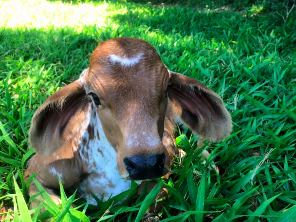 Baby Bali, shortly after his birth. How could you separate such little sweethearts from their mothers?