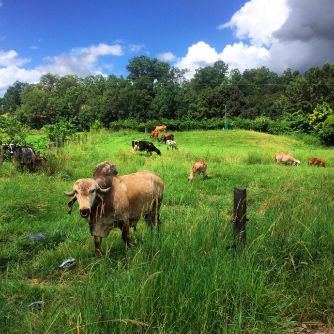 The heard out and about in the Krishna Farm paddocks