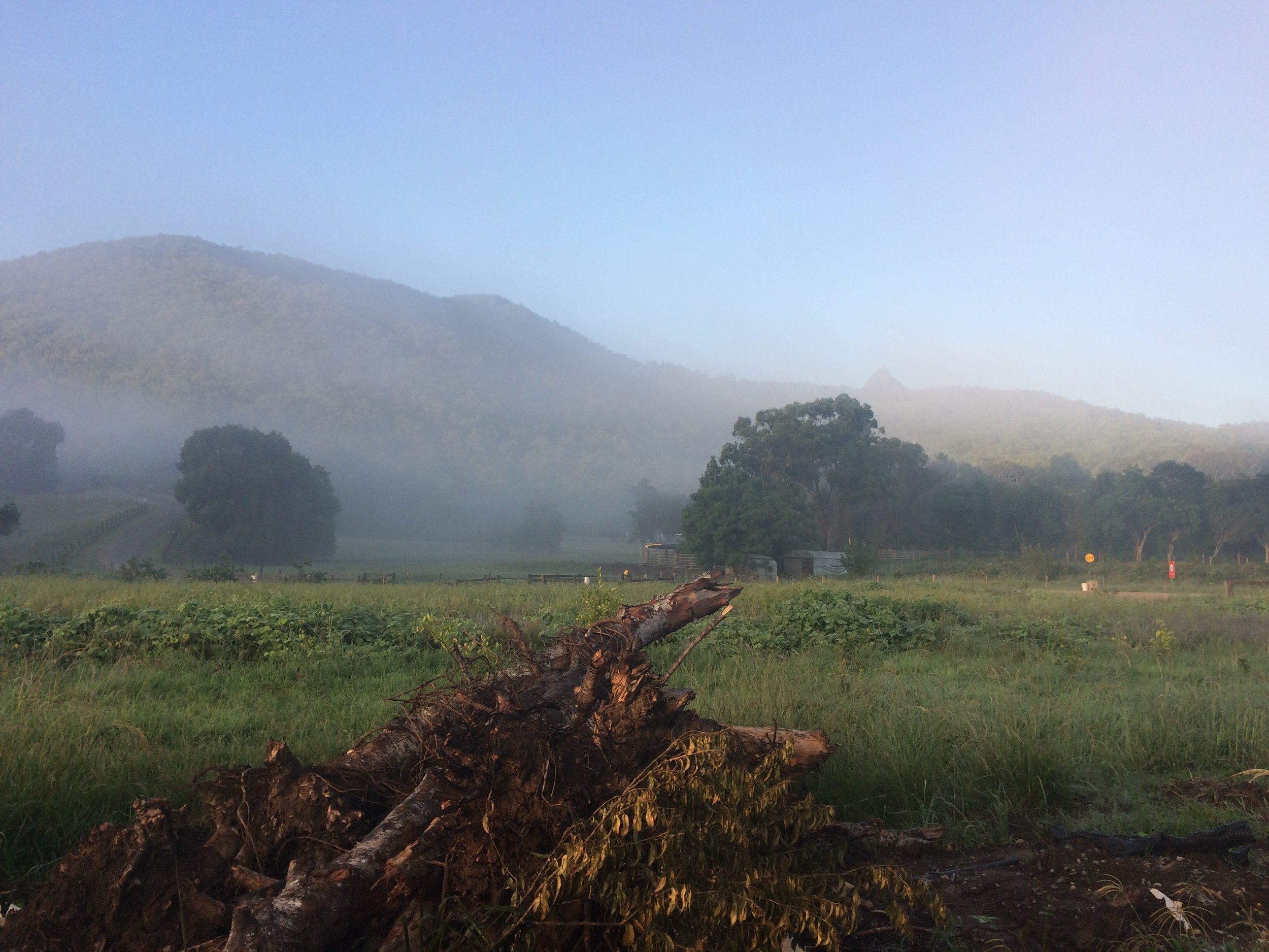Our backyard with Mount Warning