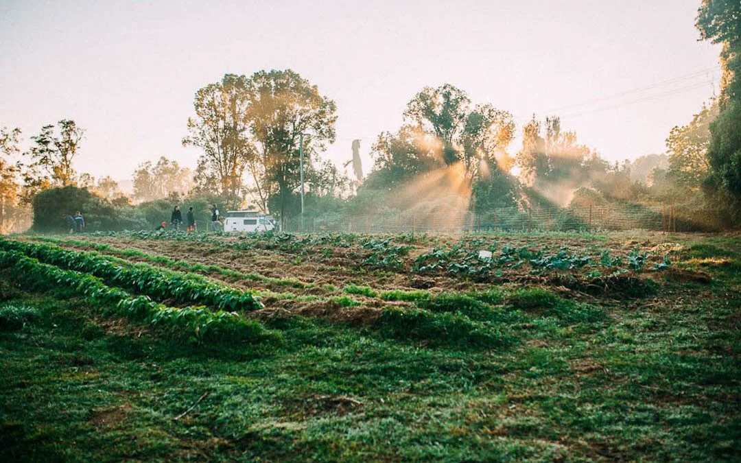 A peaceful and quiet morning at the Krishna Village