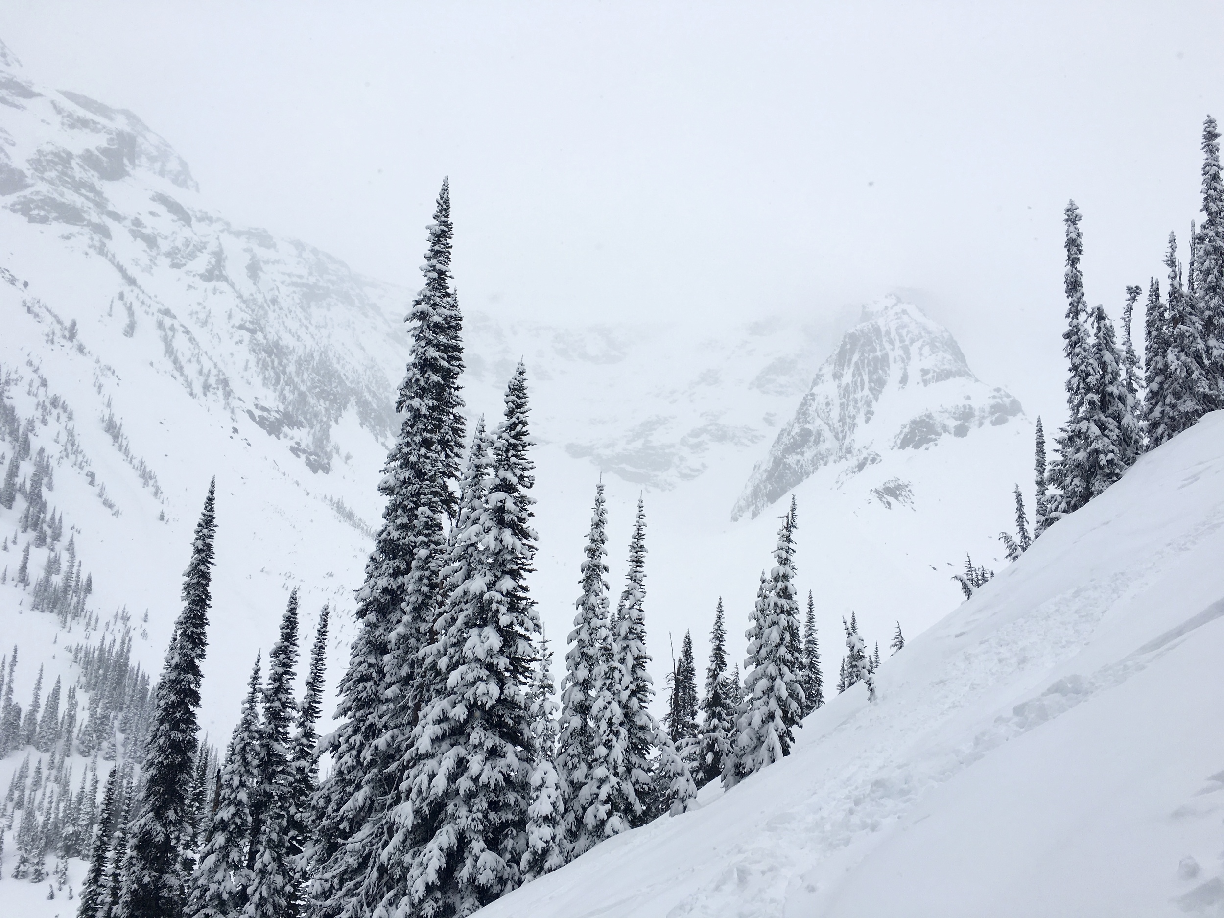 Shot from Triangle Trees looking up at Youngs Peak, hiding in the upper right. Photo: Zach
