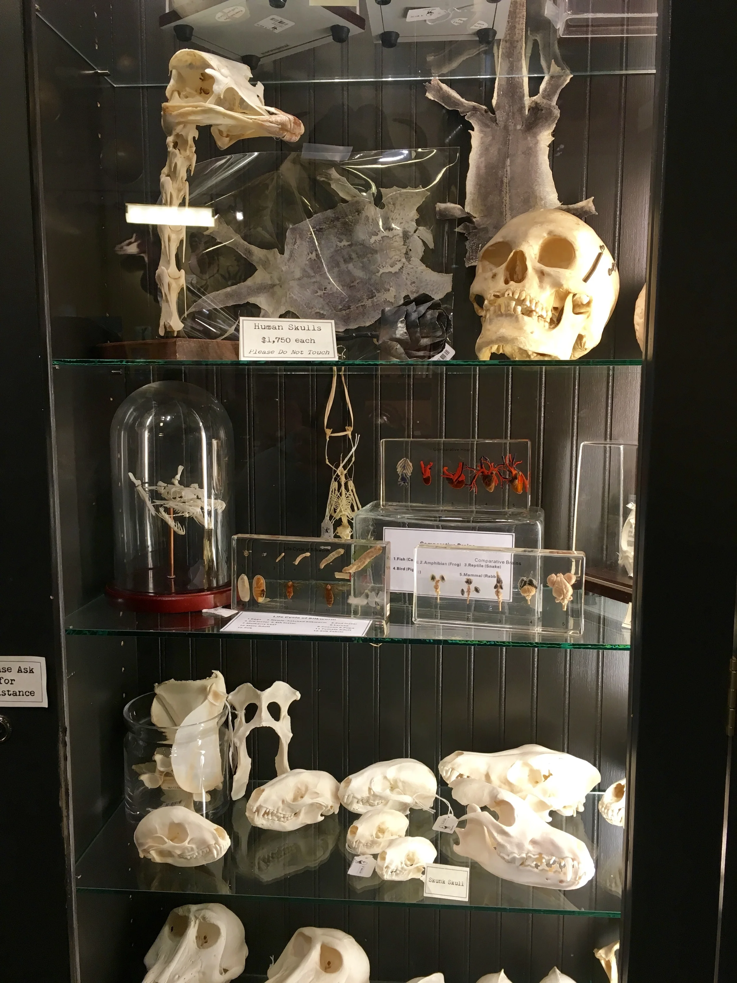 Paxton Gate- Checked out this taxidermy place in Portland. Photo: Zach Husted