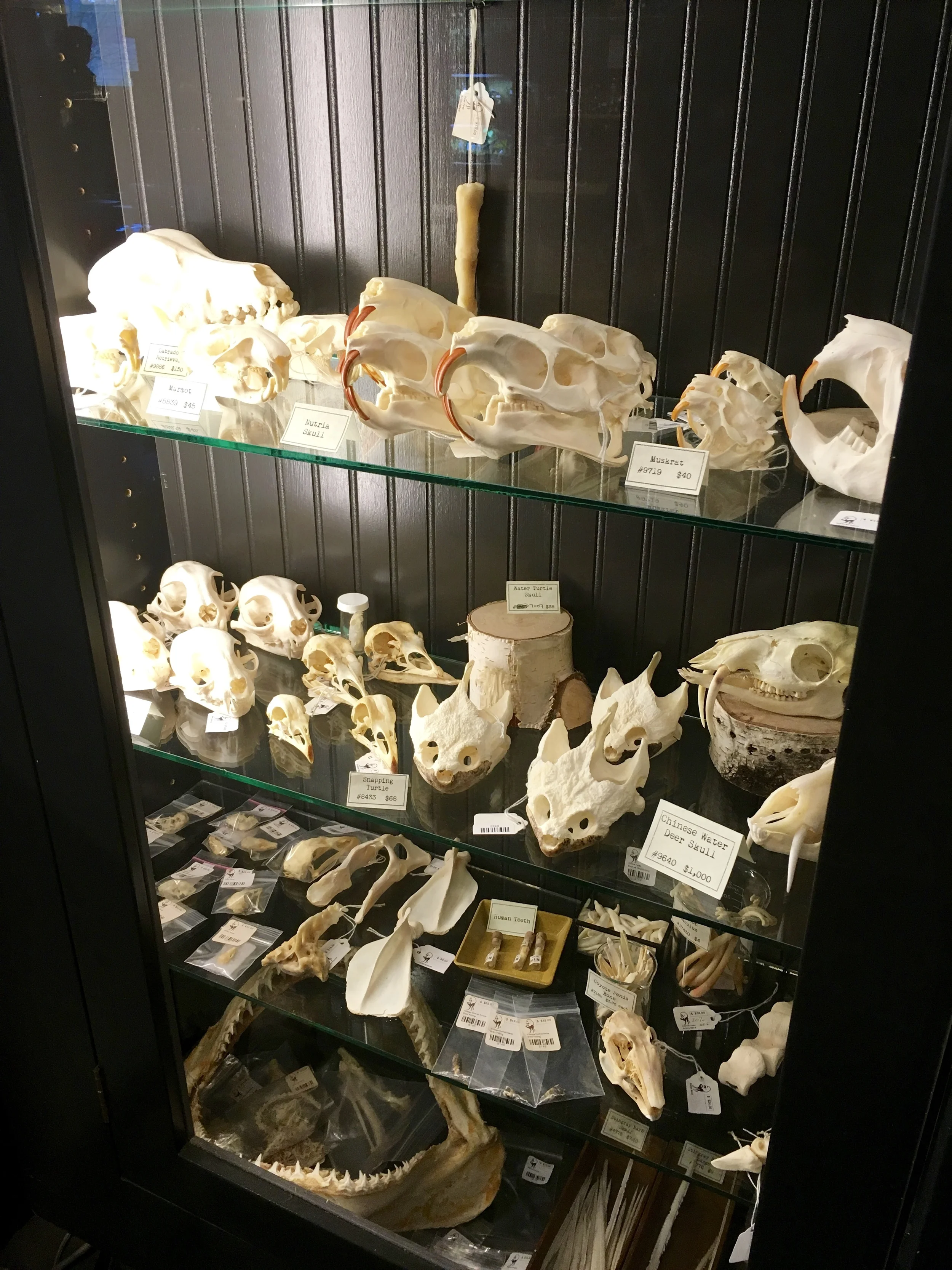 Paxton GatePhoto: Zach Husted