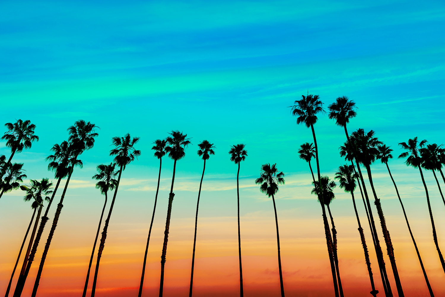 California-Palm-Trees.jpg