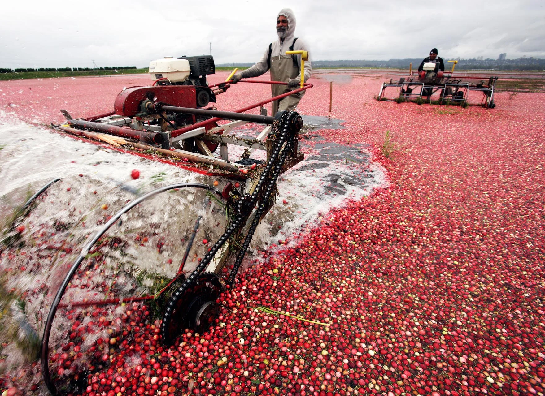 Cranberry3.jpg