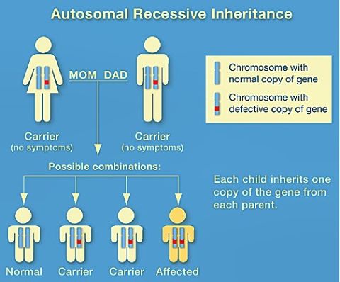 WHO IS AT RISK? &bull; For a child to contract Canavan Disease, the flawed gene must be inherited from both parents. Canavan Disease appears to be most prevalent among certain semitic cultures; Ashkenazi Jews and Saudi Arabians in particular, althoug