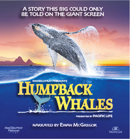 SPARQ Digital Planetarium: Humback Whales
