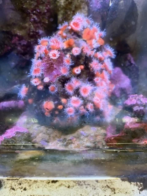 2026-4-2 Bodega Bay Marine Lab (16).jpeg