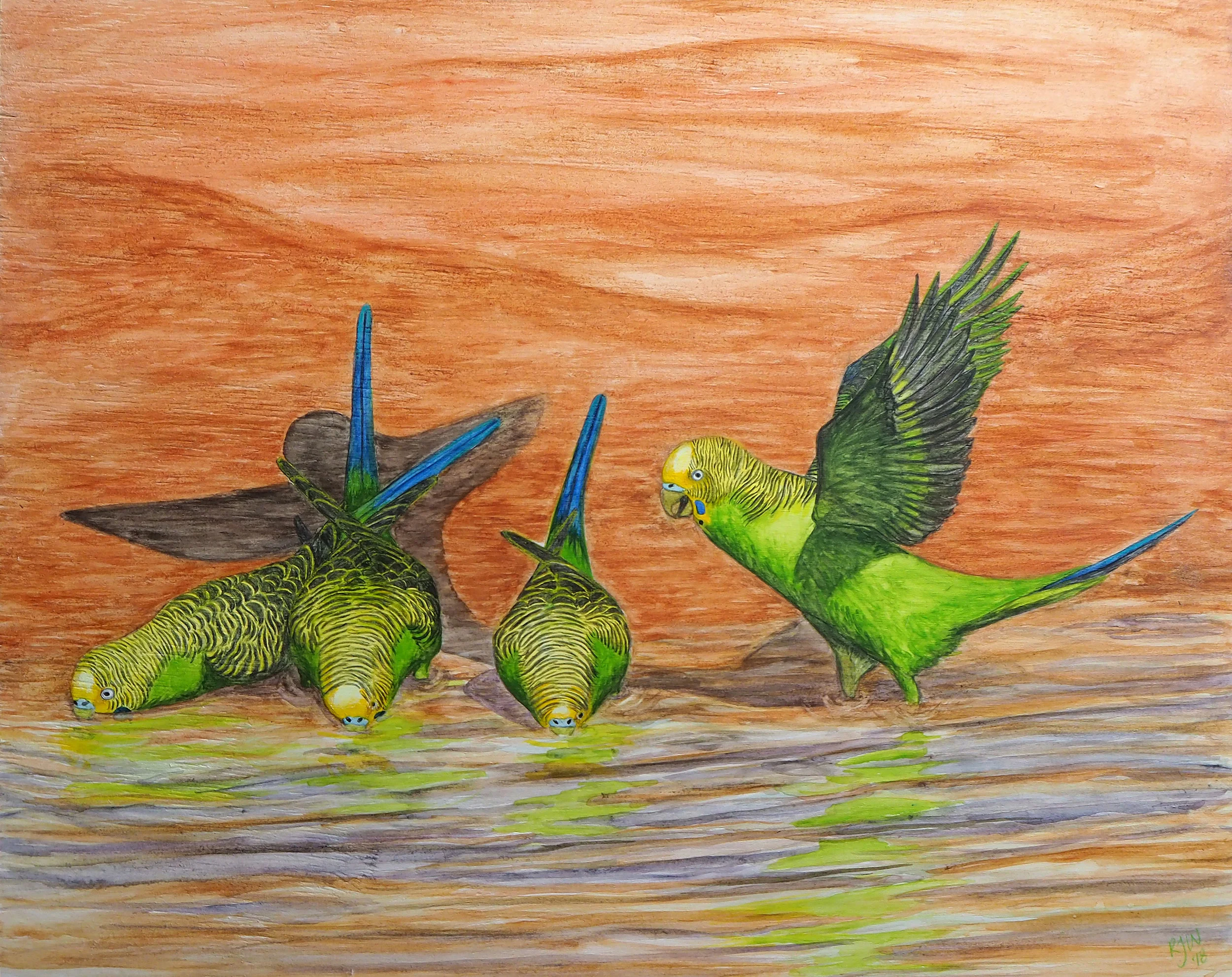 wild budgies WC_1MB.jpg