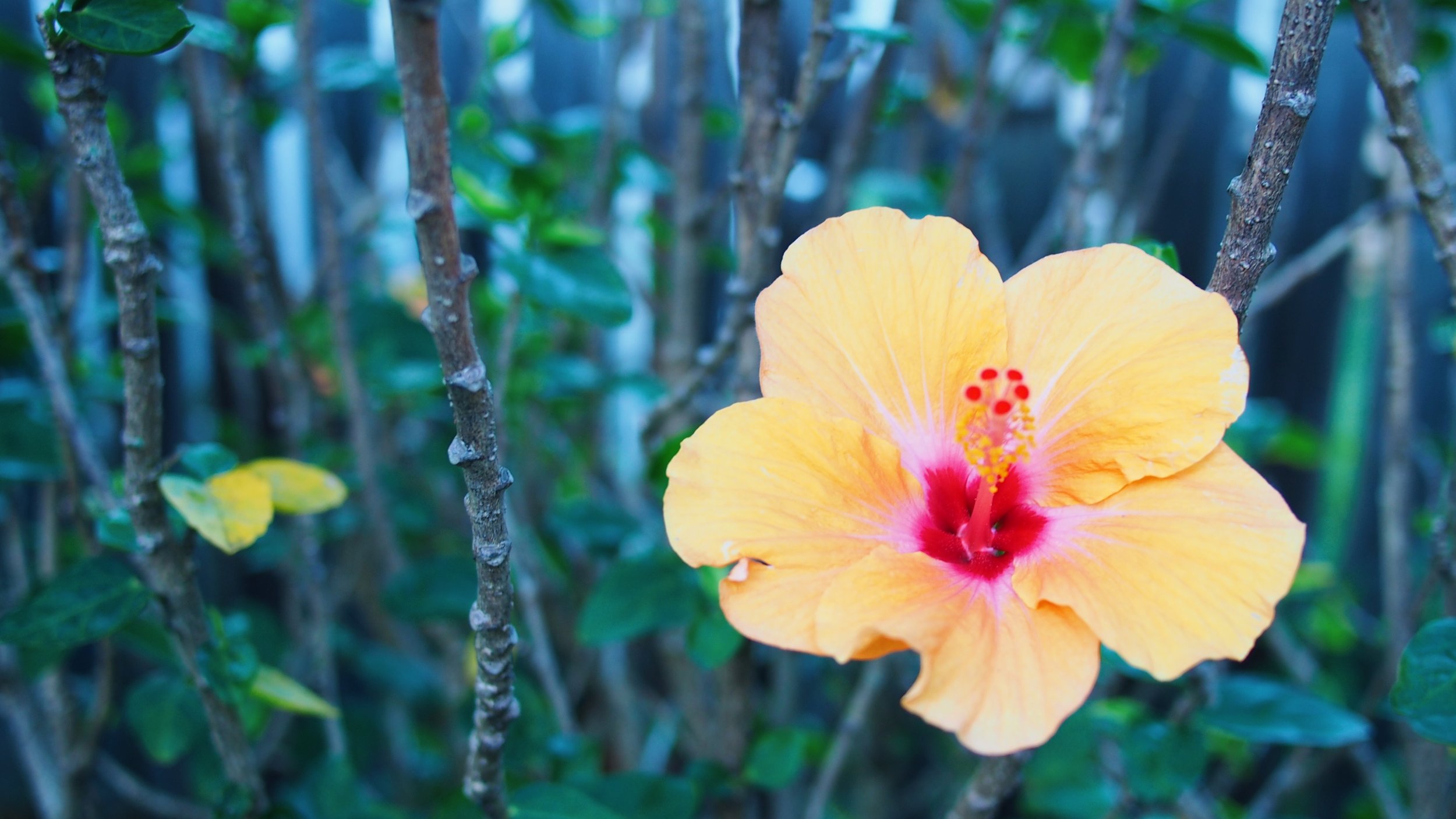 Orange hibiscus