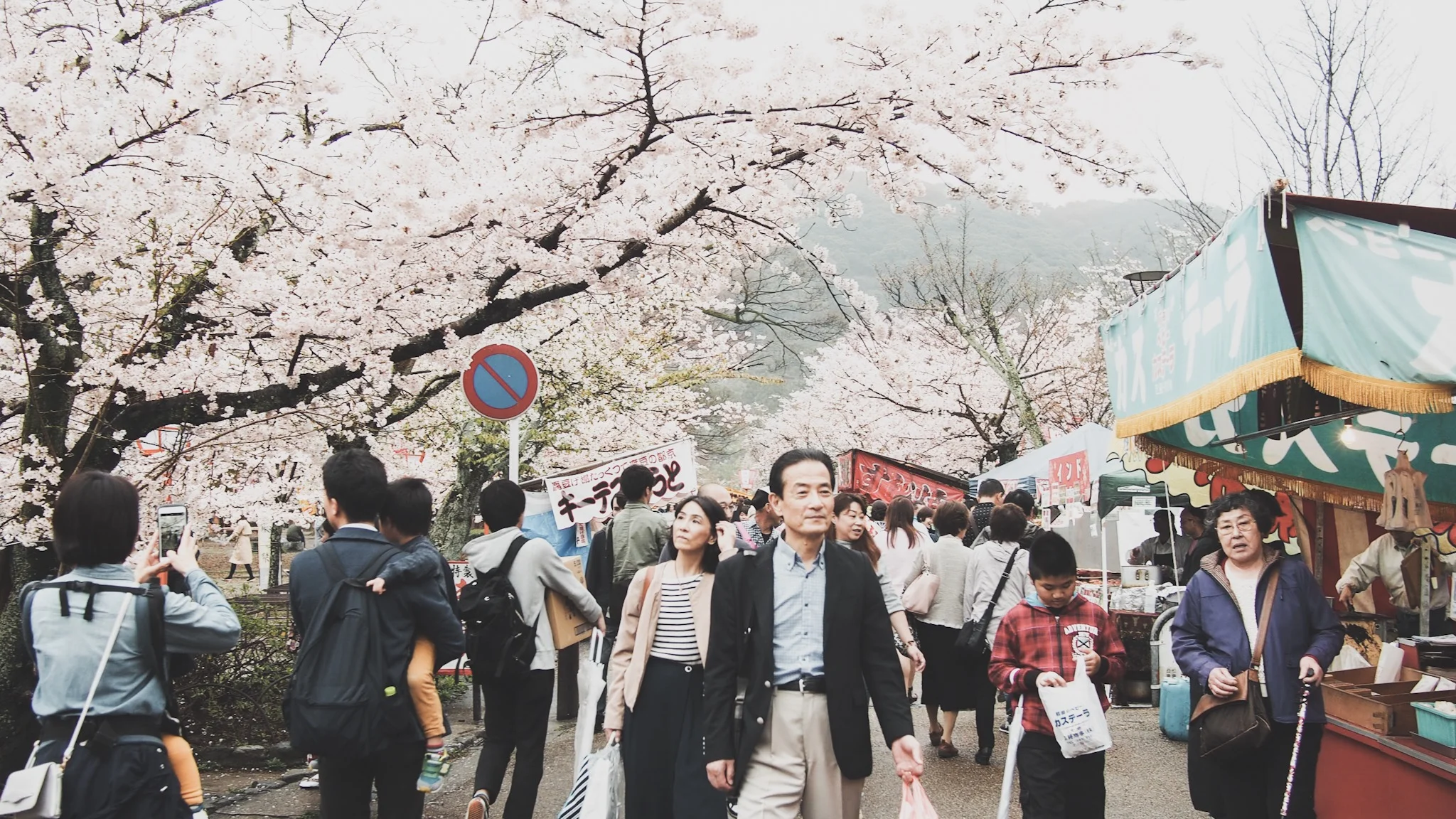 Maruyama Park in Spring with Cherry Blossoms in Kyoto