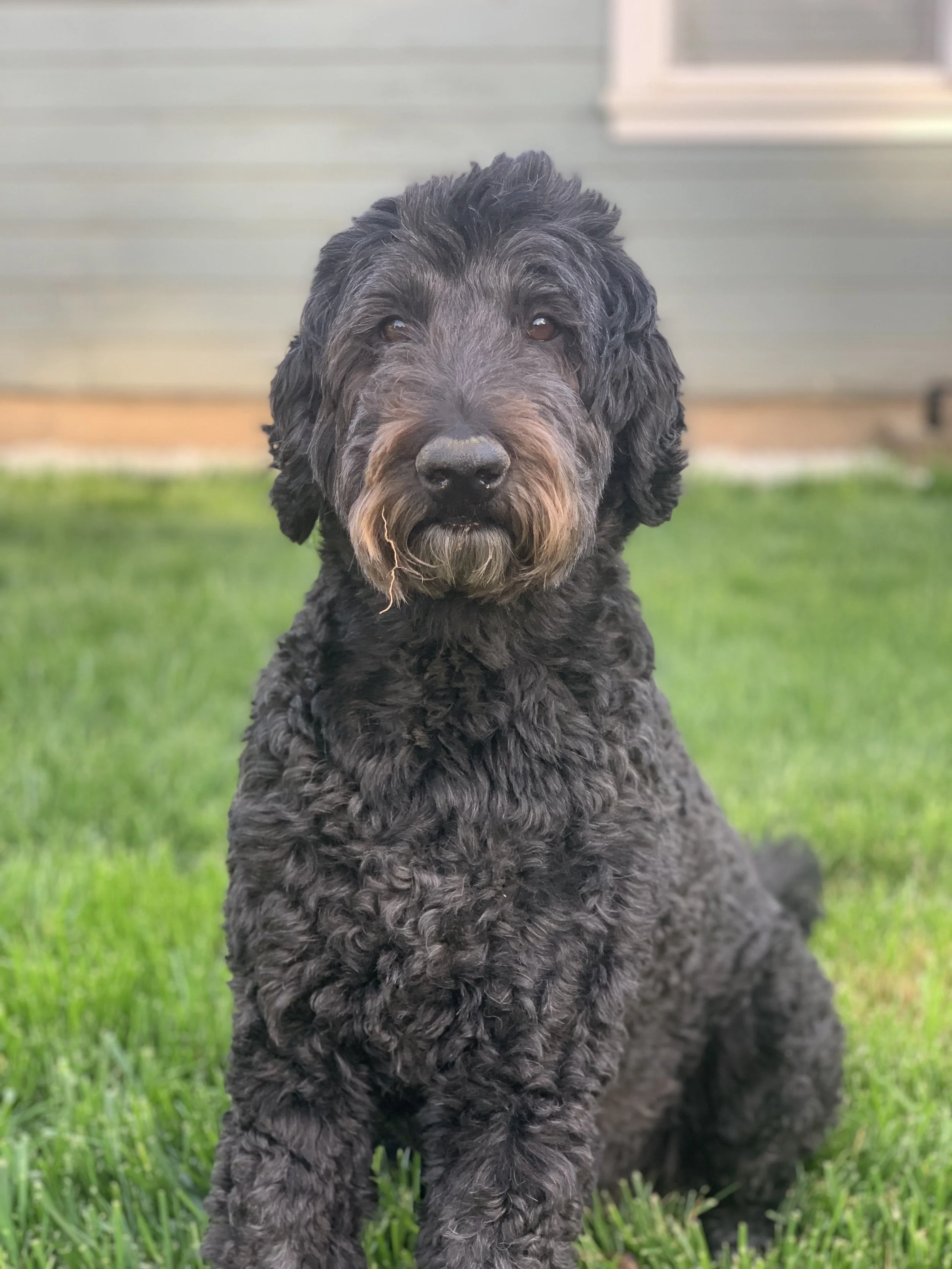 Labradoodle (Copy)