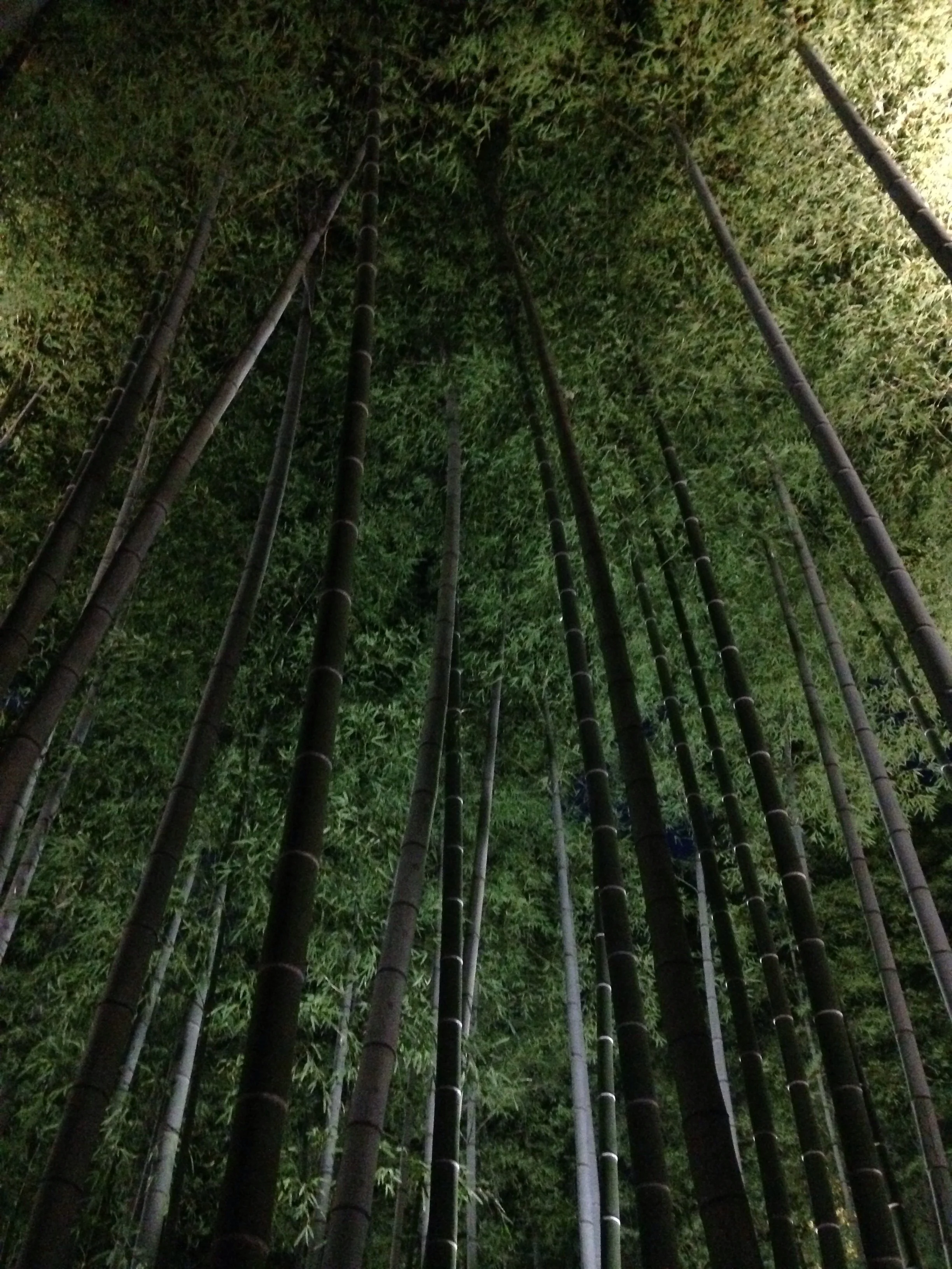 Beautiful bamboo forest, no filters or editing needed.