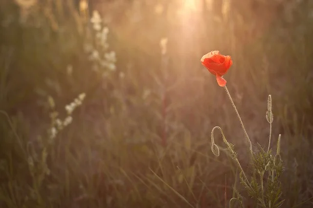 The Paradox of Pursuing Happiness and The Art of Self-Acceptance