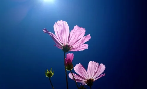flower-presence-peace-life-written