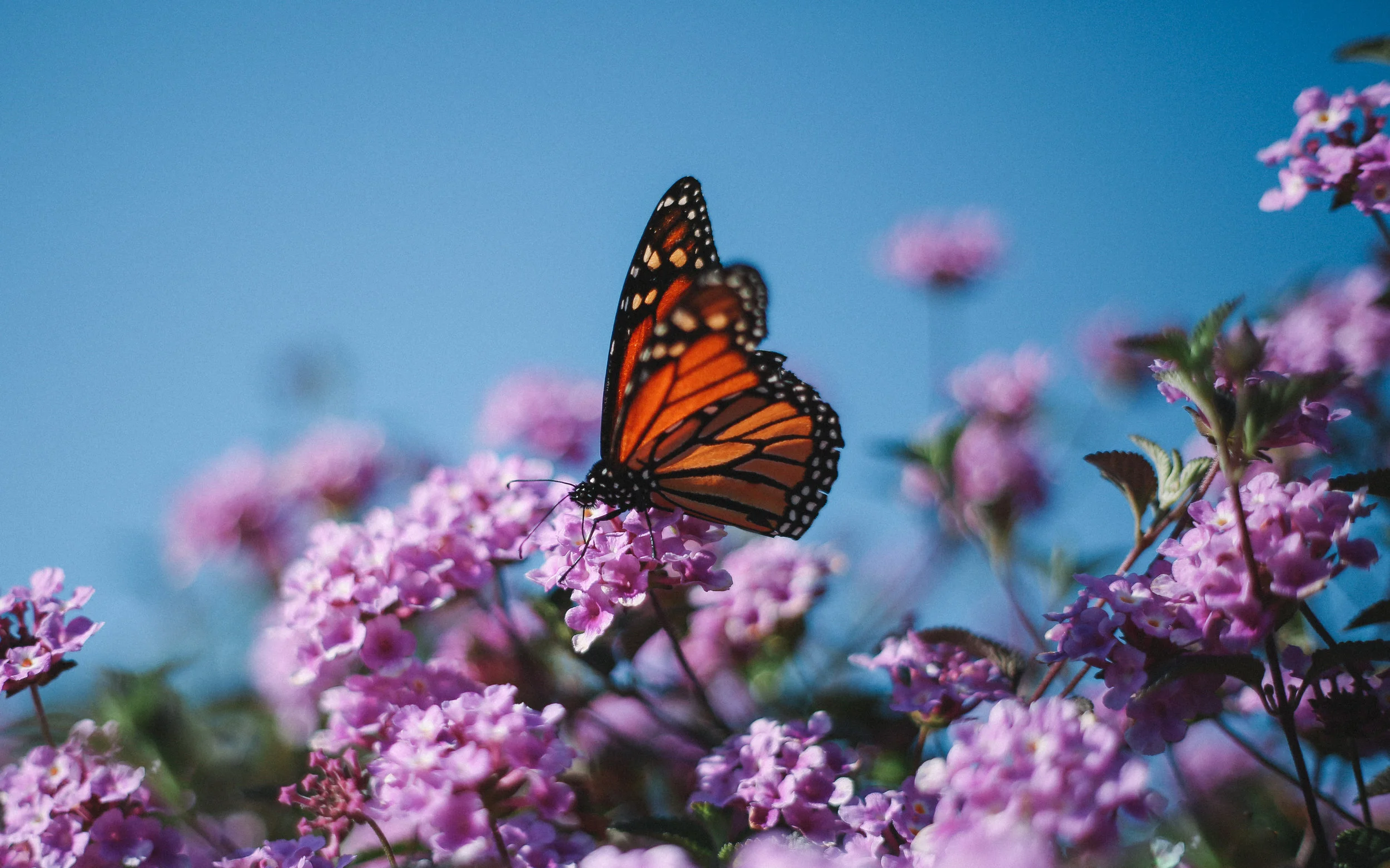 The Paradigm Shift that Transformed my Chronic Resistance to Feedbacks