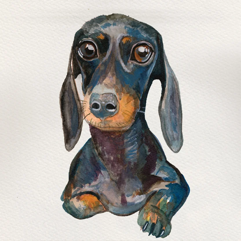 Dachsy.jpg