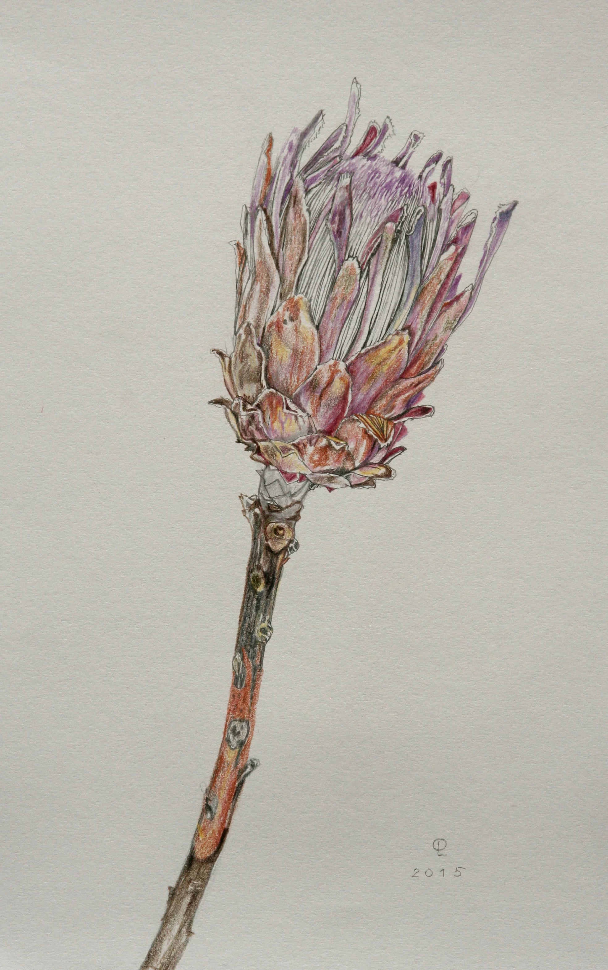 aflower.jpg