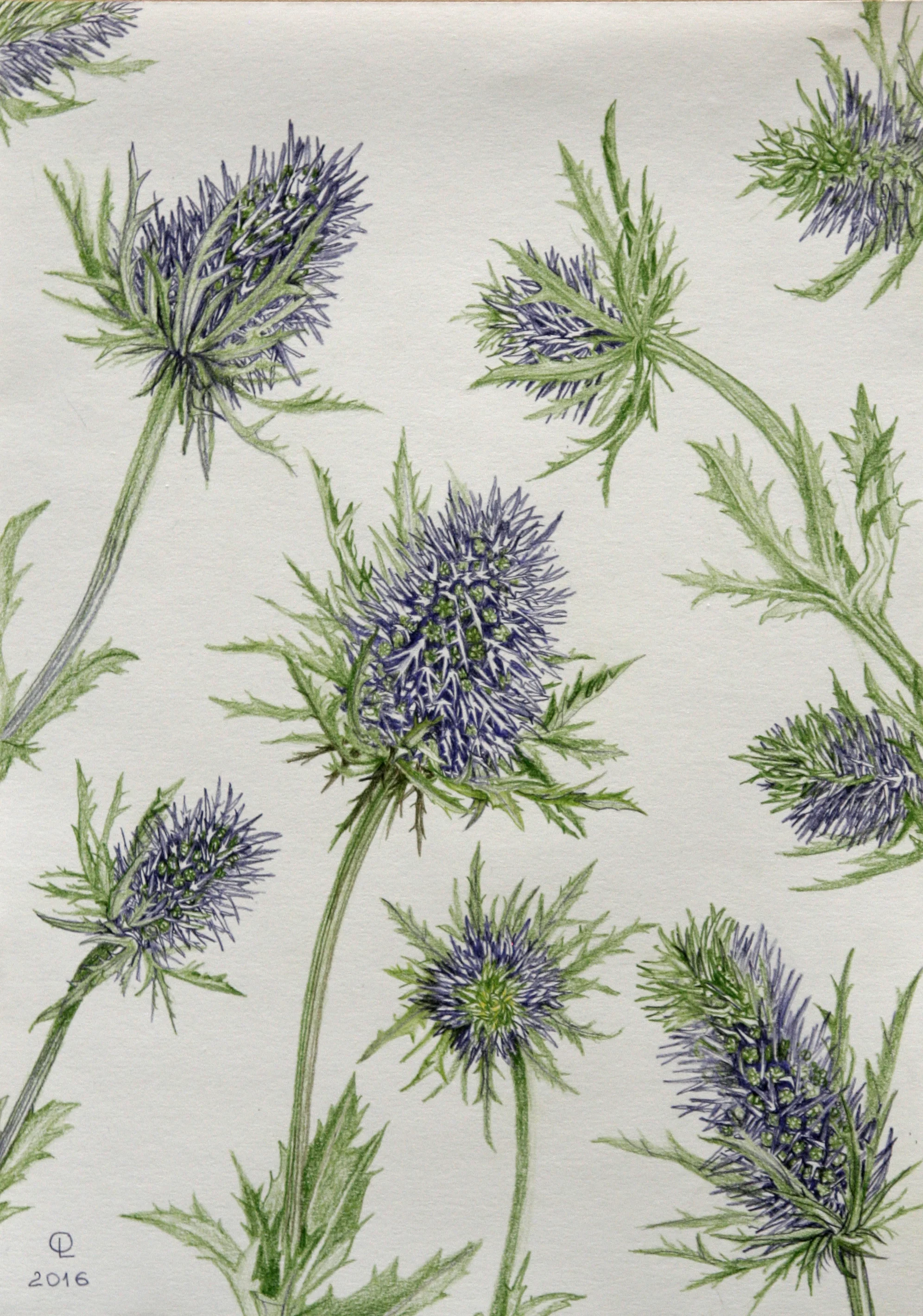 thistle