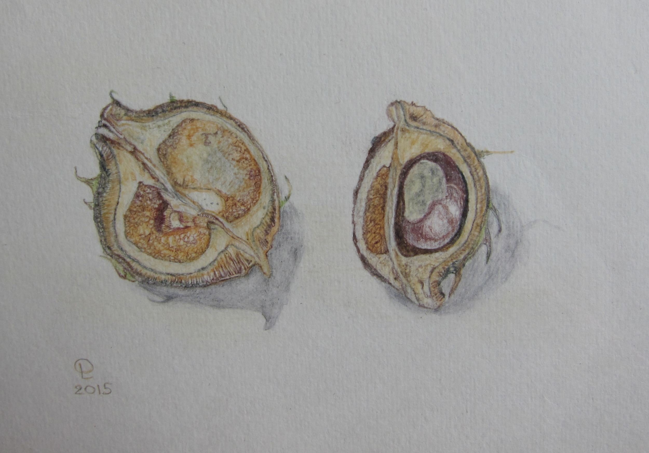 chestnut