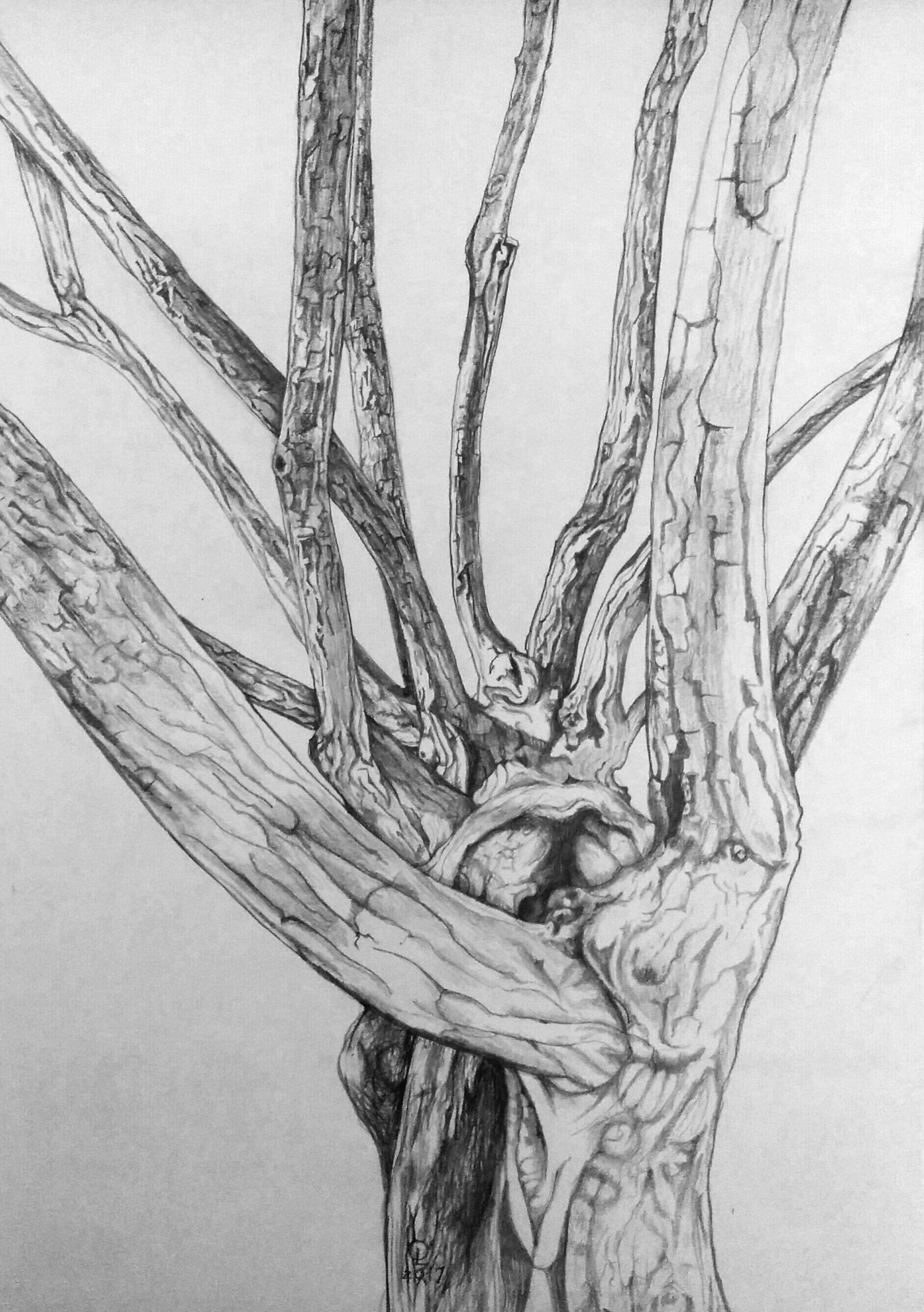 wombtree.jpeg