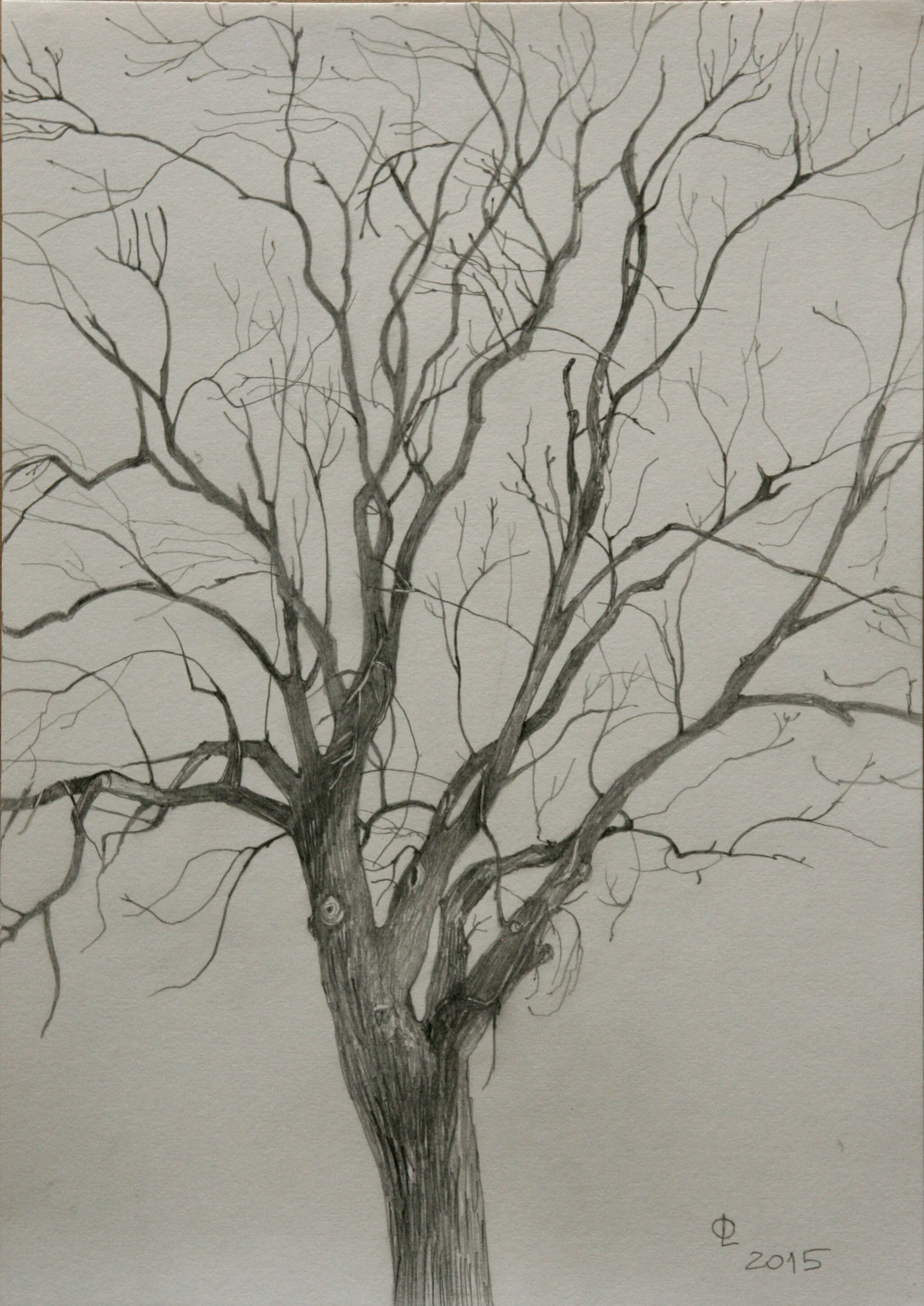 tree.jpg
