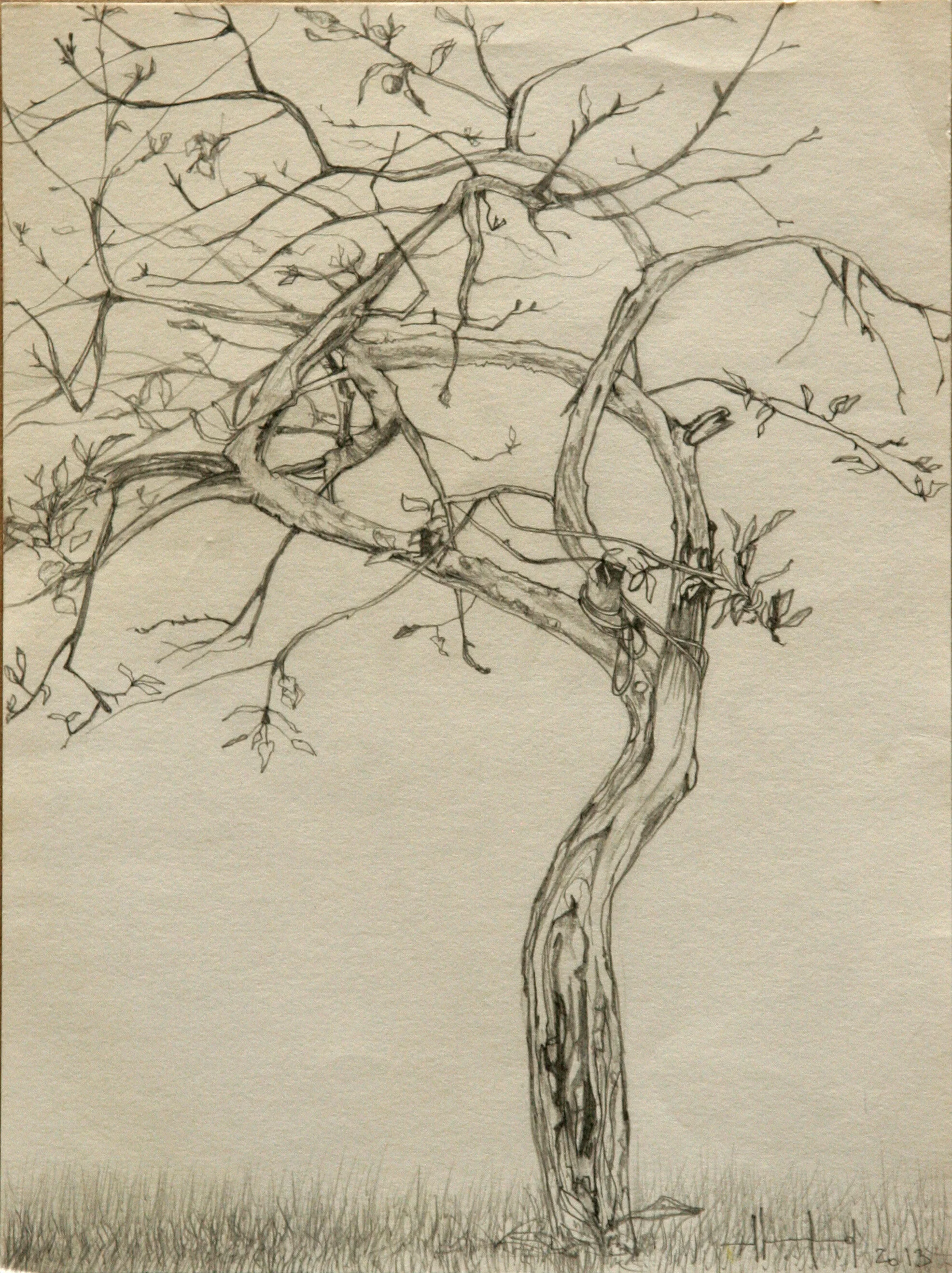 apple_tree.jpg
