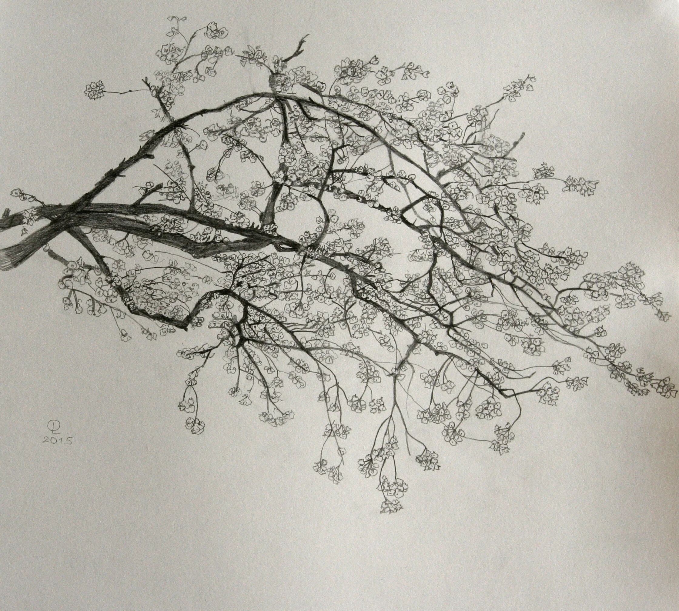blossom_branch.jpg