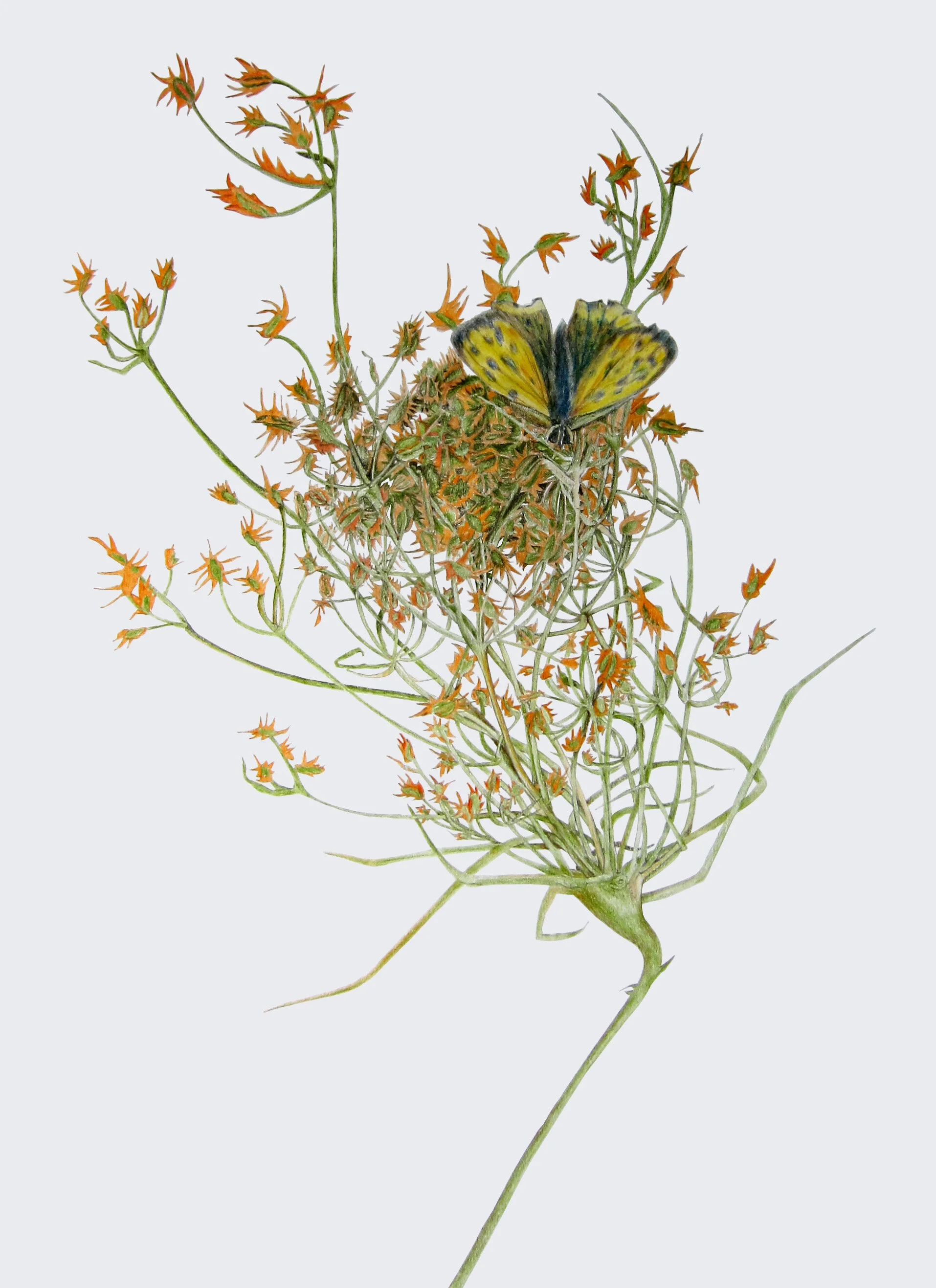 butreflyflower.jpg