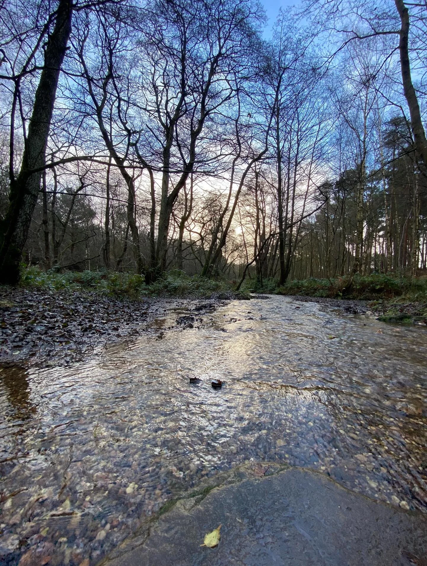 Beautiful walk after the rain ☔️ eventually stopped