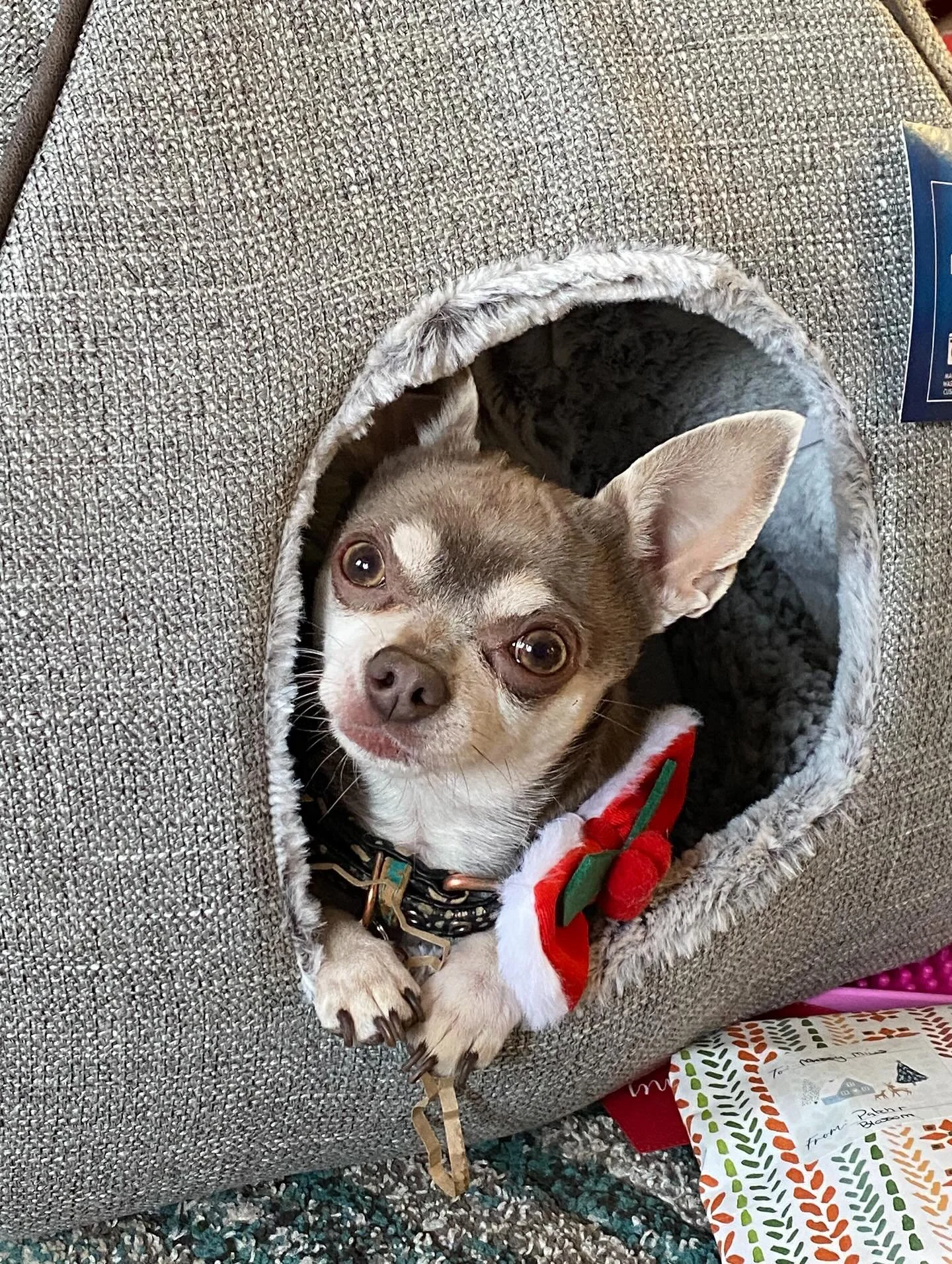 Merry Christmas 🎄 everyone, hope everyone is having a lovely day. I know some of my friends are having a very difficult Christmas this year, so sending all our love and hugs 🥰 

Thanks to all for supporting me, my little businesses, my freelance gr