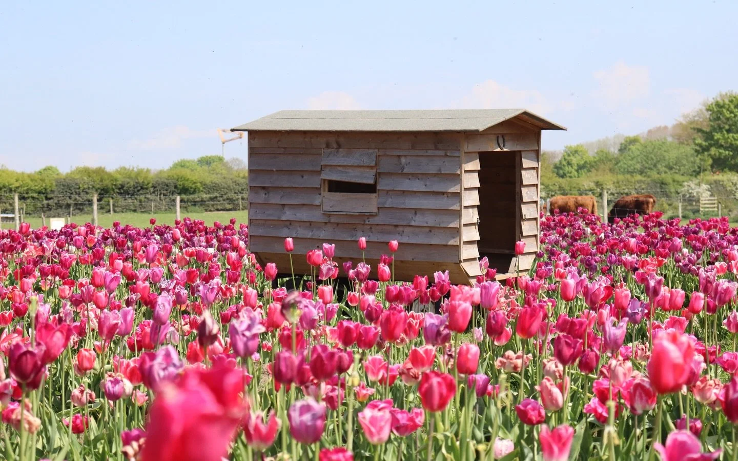 So 🍀 lucky yesterday with the weather as we visited the 🌷 farm in Penkridge yesterday. 

If you are interested in seeing more of these, stay tuned to my @the.happysnapper account as I edit them over the next few weeks.

It has been ages since ive u