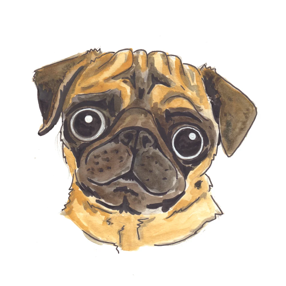 03 Fawn Pug.jpg