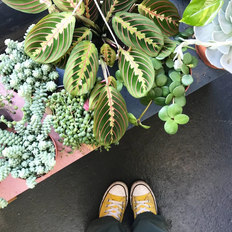 The Watered Garden in Nottingham is a MUST for all plant lovers!
