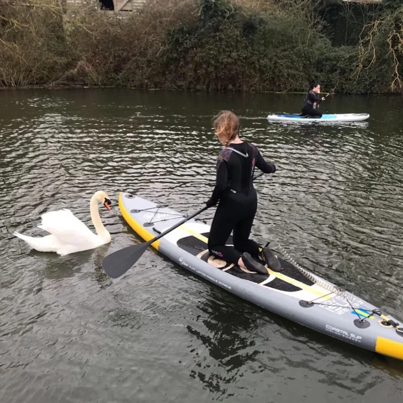 No swans were harmed in the making of this…